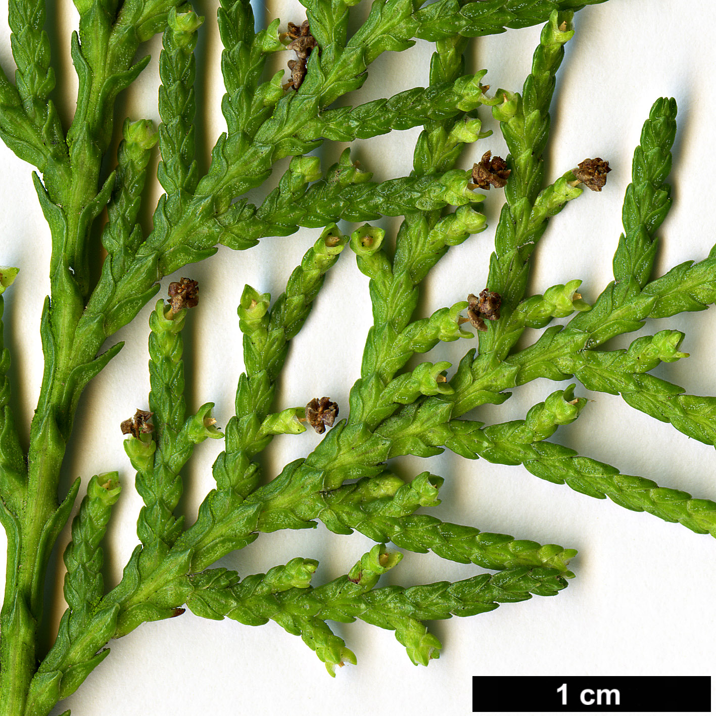 High resolution image: Family: Cupressaceae - Genus: Platycladus - Taxon: orientalis - SpeciesSub: var. xianshanensis
